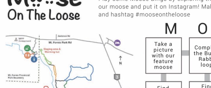 moose on the loose Fernie